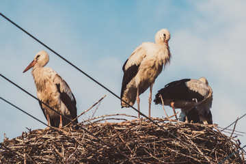 Obraz premium stork in the nest