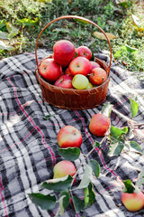 Healthy Organic red ripe Apples in the Basket. Autumn at the rural garden. Fresh apples in nature. Village, rustic style picnic. composition in the apple garden for natural apple juice.