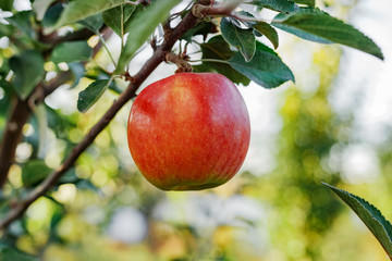 Beautiful tasty red apple on branch of apple tree in orchard, harvesting. Autumn harvest in the garden outside. Village, rustic style.
