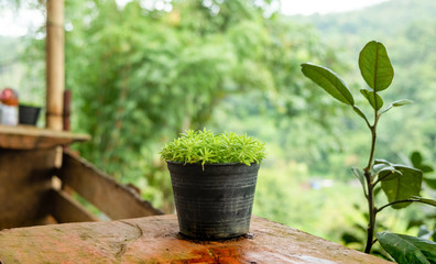 Grass that was planted in pots placed on a wooden table.