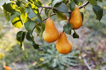 Beautiful fresh ripe pears hang on a branch in the orchard for food or juice. Eco, farm products....