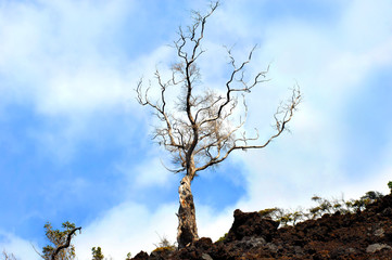 Against all Odds Tree Still Stands