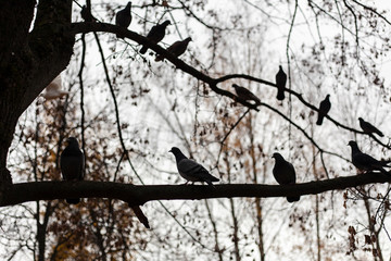 Pigeons are sitting on a tree branch. Bird silhouette. Beautiful frame of pigeons. City birds background. Perfect composition for silhouette photography.