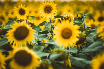 field of sunflowers
