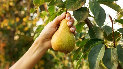 Poster Female hand holds beautiful tasty ripe pear on branch of pear tree in orchard for food or juice, harvesting. Autumn harvest in the garden outside. Village, rustic style. Eco, farm products. © Beton Studio