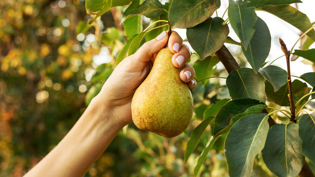 Female hand holds beautiful tasty ripe pear on branch of pear tree in orchard for food or juice, harvesting. Autumn harvest in the garden outside. Village, rustic style. Eco, farm products.