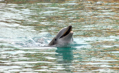 Big Island Dolphin Surfaces