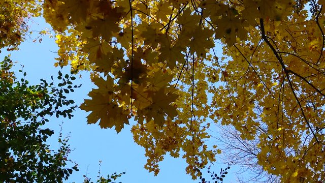 Autumn, yellow maple leaves on a tree, leaf fall in Sophia park, Uman, Ukraine