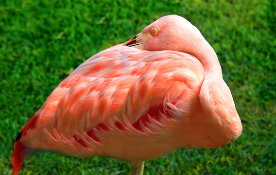 Big Island Flamingo