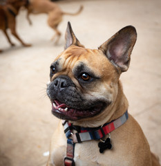 Fototapeta premium Portrait of a French Bulldog in the park