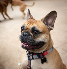 Portrait of a French Bulldog in the park
