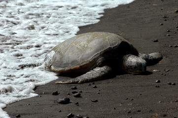 Big Island Sleeping Turtle