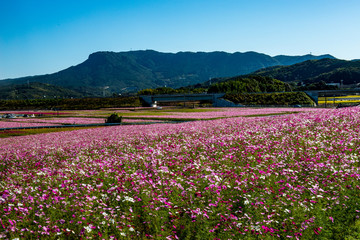 三光のコスモス