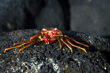 Burned Alive on Black Lava Rocks