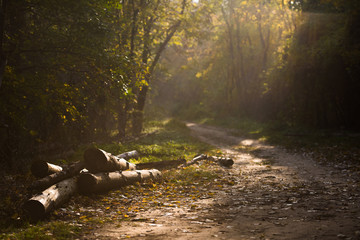 autumn in the forest