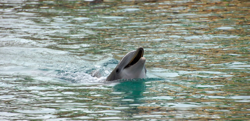 Calling Dolphin on Big Island