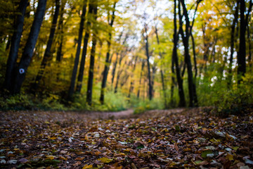autumn in the forest