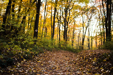 Fototapeta premium autumn in the park