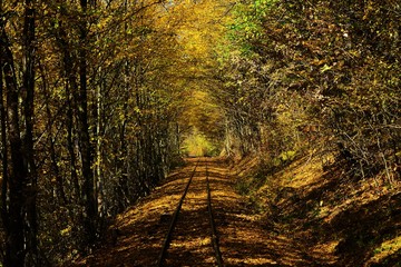 a railway through the forest
