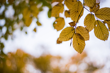 maple leaves on background of blue sky