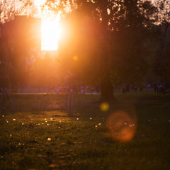 Sunset in park 
