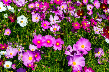 三光のコスモス