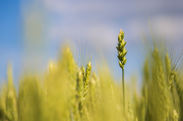 field of wheat