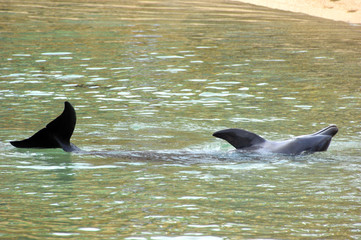 Fototapeta premium Grounded Dolphin