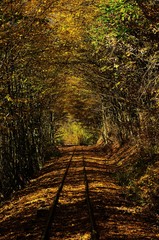 a railway among the yellowed trees