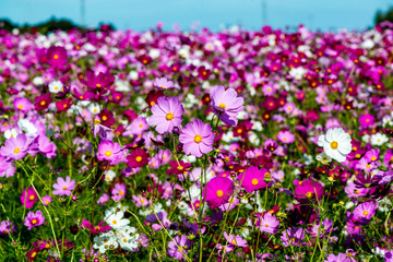 三光のコスモス