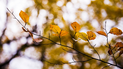 autumn leaves on tree