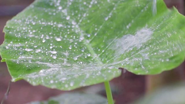 The Colocasia leaf elephant-ear, taro, cocoyam, dasheen Fresh water drops on a green colocasia esculenta leaf Aquatilis and drops of dew in the morning,Leaf pattern,rain drops ,rainy Close up