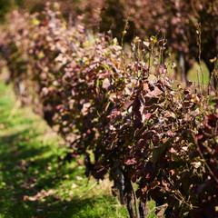 leaves of a vineyard 