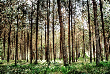 Cultivos de Pino en Manizales Caldas Colombia, arboles, cultivo de arboles y madera