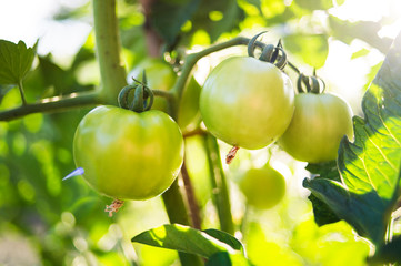 green tomato on a branch