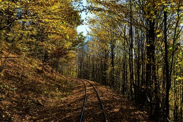 a railway among the autumn trees