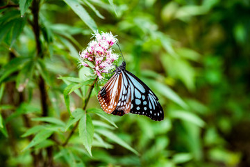 法花寺のアサギマダラ