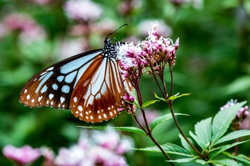 法花寺のアサギマダラ
