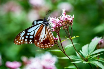 法花寺のアサギマダラ