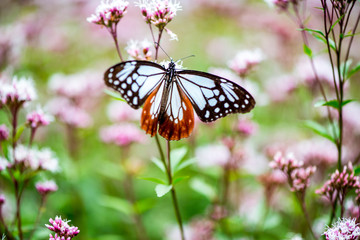 法花寺のアサギマダラ