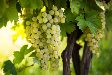 grapes on the vine