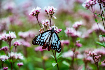 法花寺のアサギマダラ