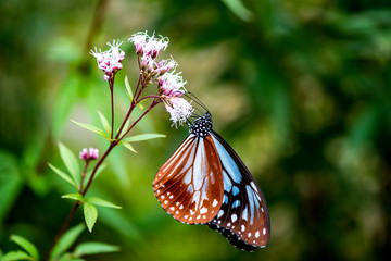 法花寺のアサギマダラ