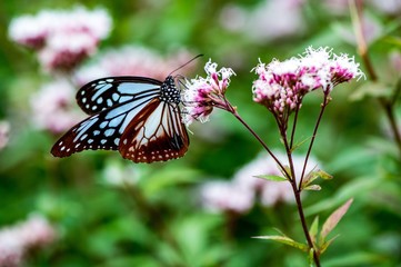 法花寺のアサギマダラ