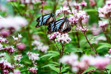 法花寺のアサギマダラ