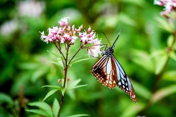 法花寺のアサギマダラ