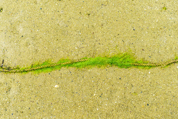 old and thin rope lying on the beach, green moss or algae