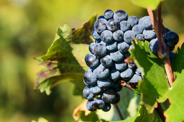 grapes on the vine