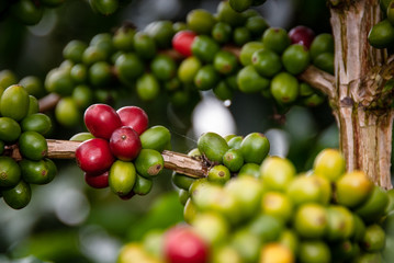 Cafetales en Chinchiná Caldas, café y revisión de el producto en el campo Colombiano Paisaje Cultural CAfetero