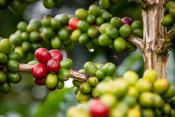 Cafetales en Chinchiná Caldas, café y revisión de el producto en el campo Colombiano Paisaje...